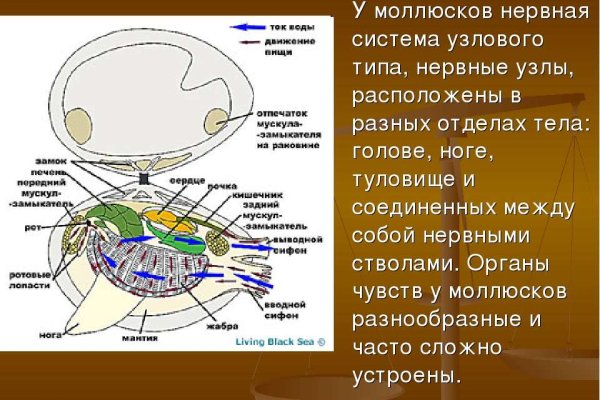 Как зайти на кракен с телефона